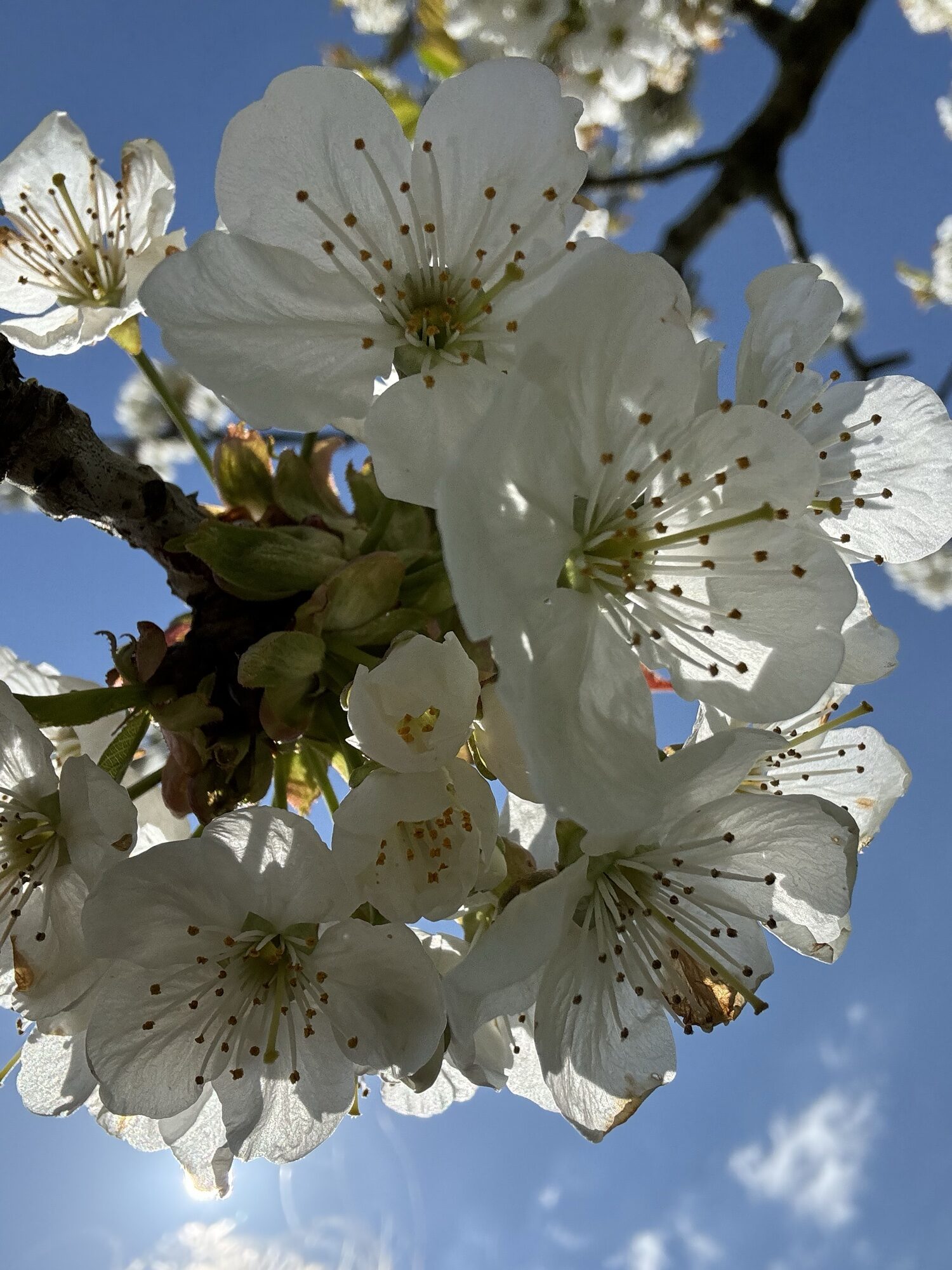 Hvide forårsblomster mod blå himmel