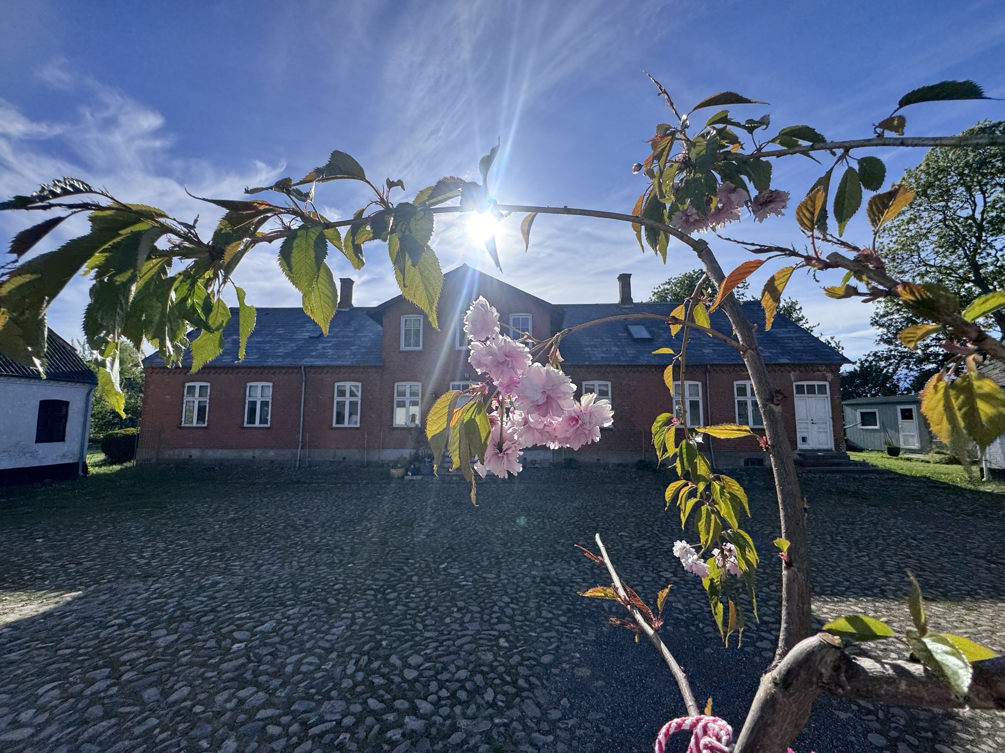 Værnetræet ved Voldbygaard